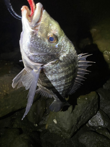 チヌの釣果