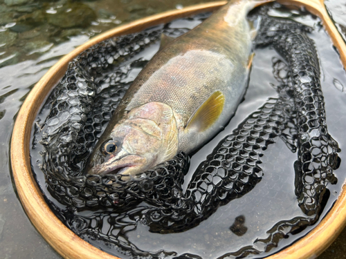 ヤマメの釣果