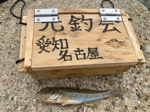 ハゼの釣果