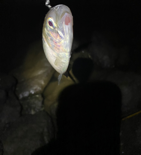 コノシロの釣果