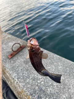 オオモンハタの釣果