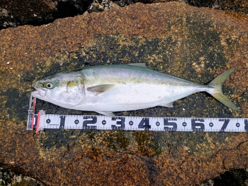 ハマチの釣果