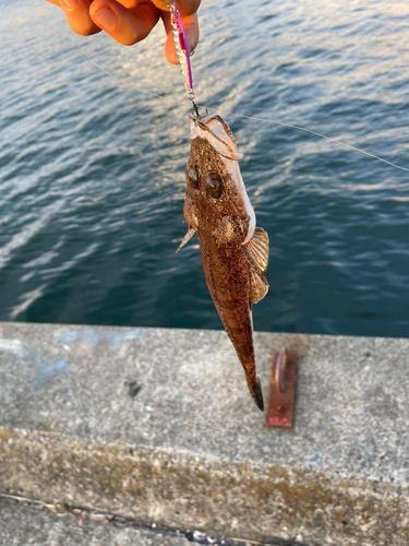 マゴチの釣果