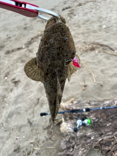 マゴチの釣果