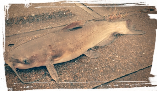 アメリカナマズの釣果