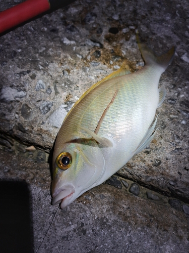 ジューマー(ヒトスジタマガシラ)の釣果