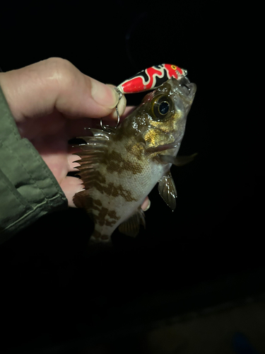 メバルの釣果