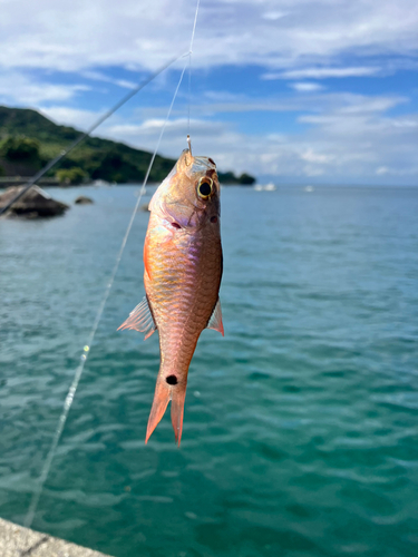 クロホシイシモチの釣果