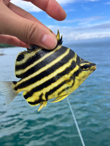 カゴカキダイの釣果