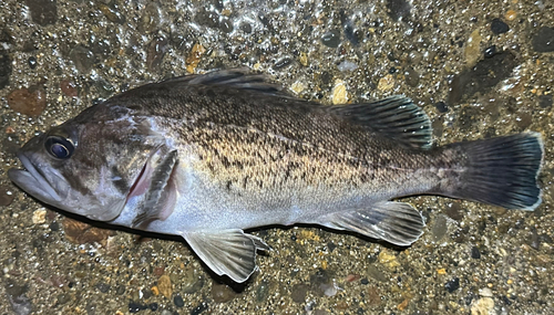 クロソイの釣果