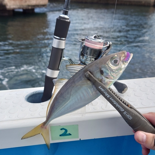 マアジの釣果