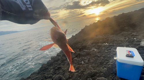 カナガシラの釣果