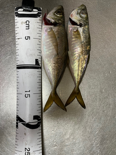 アジの釣果