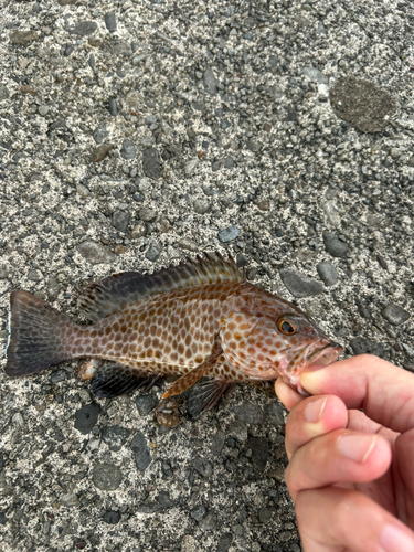 オオモンハタの釣果