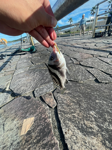 コショウダイの釣果