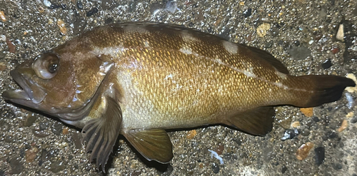 エゾメバルの釣果