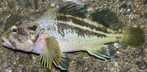 シマゾイの釣果