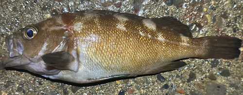 エゾメバルの釣果