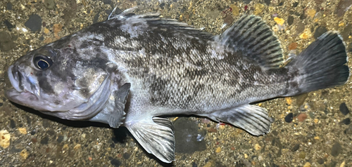 クロソイの釣果