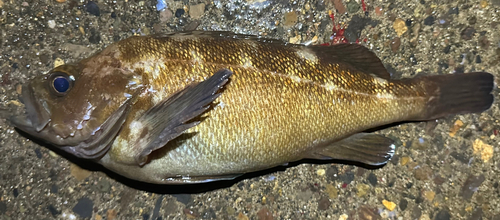 エゾメバルの釣果