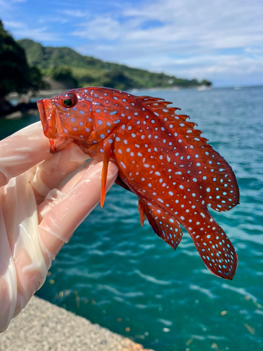 ユカタハタの釣果