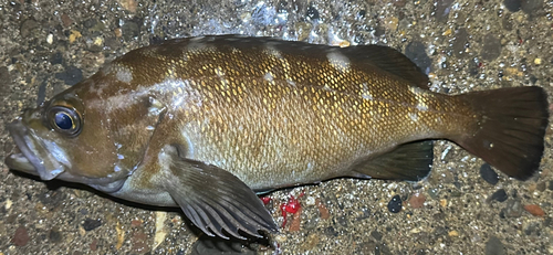 エゾメバルの釣果