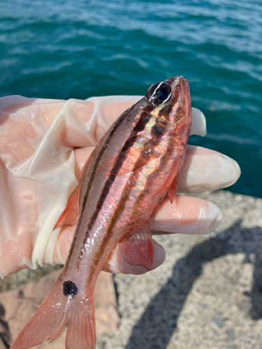 オオスジイシモチの釣果