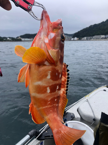 アカハタの釣果