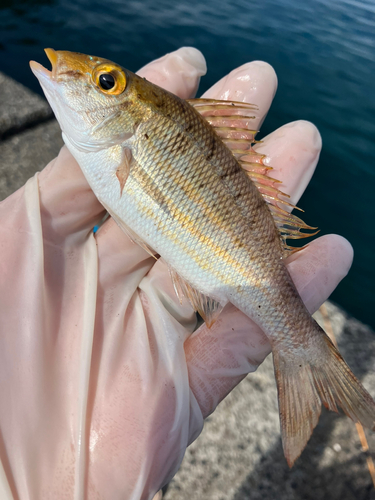 イトフエフキの釣果