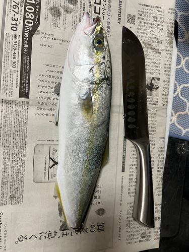 カンパチの釣果