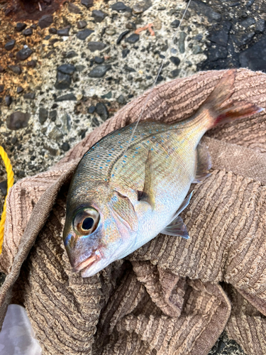 チャリコの釣果