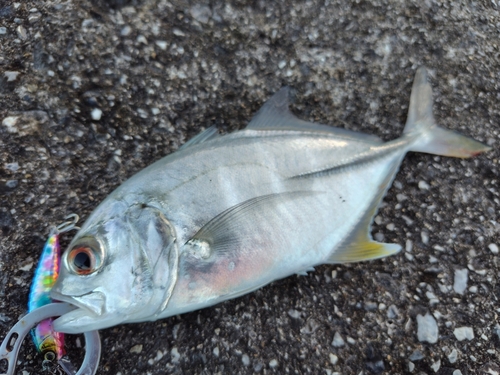 ギンガメアジの釣果