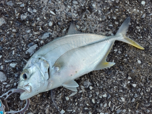 オニヒラアジの釣果