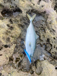 イナダの釣果