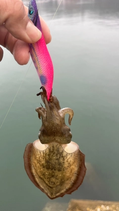 モンゴウイカの釣果