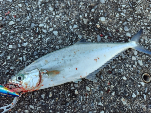 ミナミイケカツオの釣果