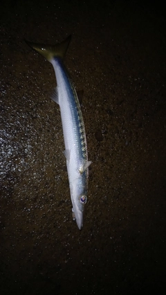 カマスの釣果