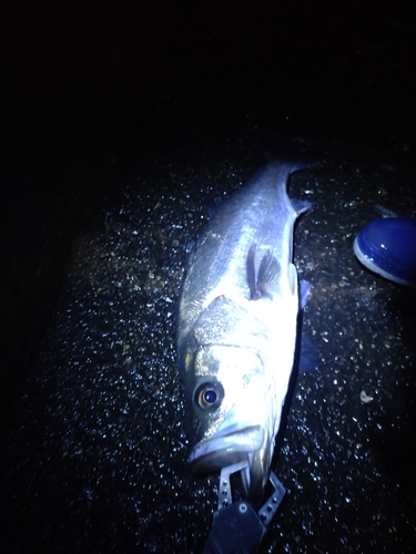 フッコ（マルスズキ）の釣果