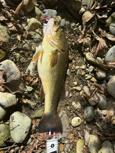 ブラックバスの釣果