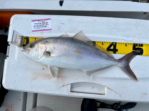 カンパチの釣果