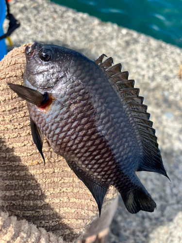 スズメダイの釣果