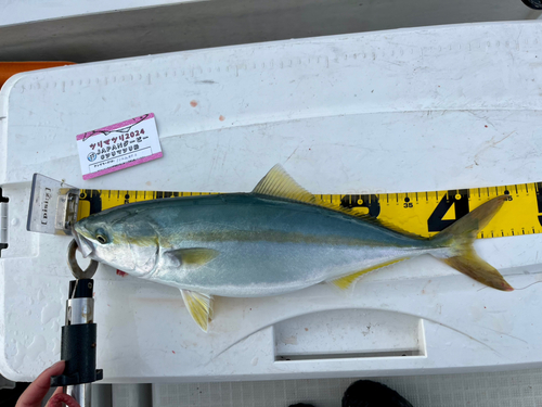 ハマチの釣果