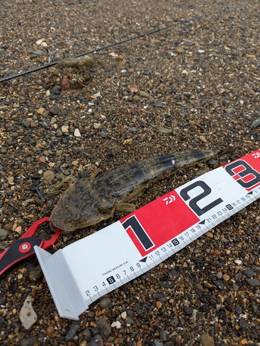 マゴチの釣果