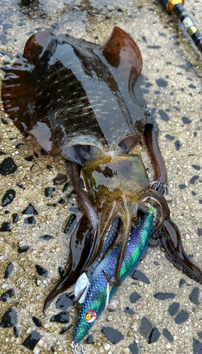 アオリイカの釣果