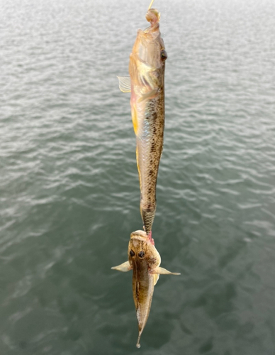 マハゼの釣果