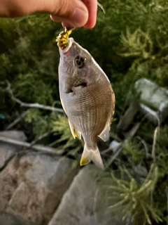 キビレの釣果