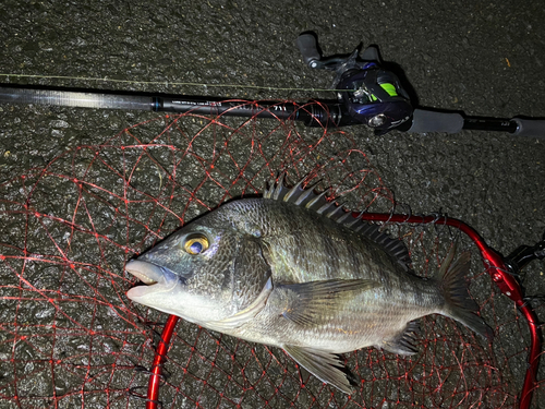 チヌの釣果