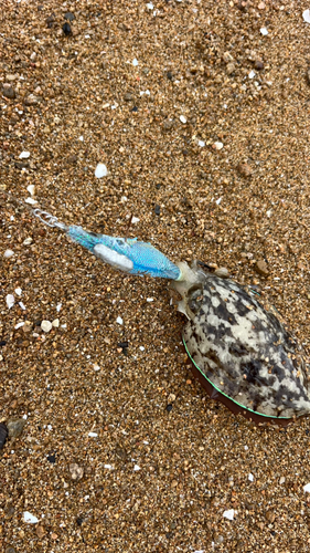 コウイカの釣果