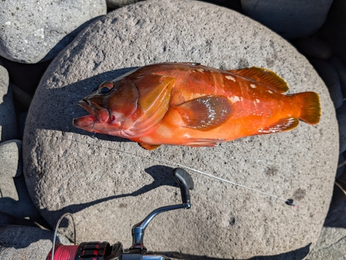 アカハタの釣果