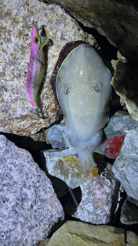 モンゴウイカの釣果